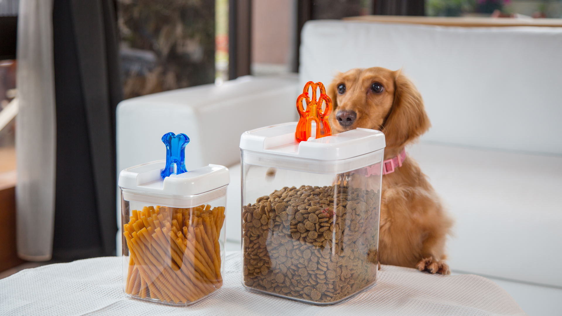 Felli pet food container outlet